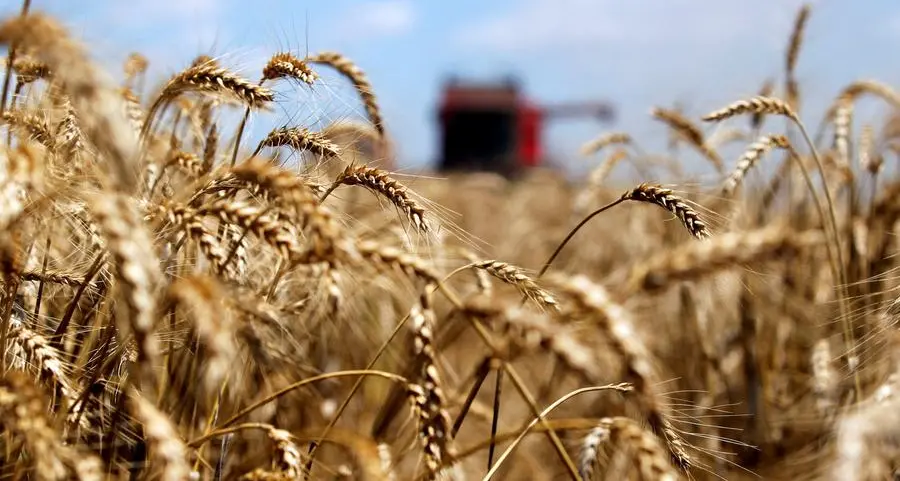 Japan buys 104,677 metric tons of food wheat via tender