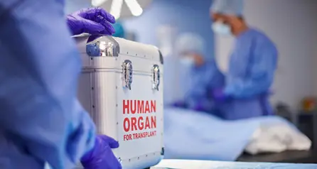 Mayo Clinic discovery could mean better access to more donor hearts and improved transplant outcomes