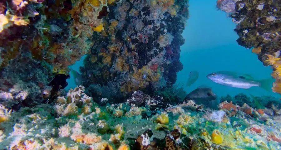 New DUBAI REEF Footage reveals thriving marine life and ecosystem growth in Dubai’s waters