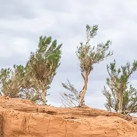 Saudi Arabia sets record for biggest saxaul tree botanical garden