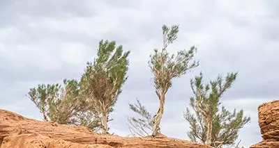 Saudi Arabia sets record for biggest saxaul tree botanical garden