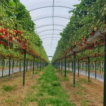 As recession looms, British business sends out lending SOS