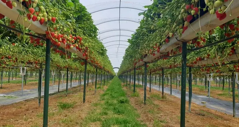 As recession looms, British business sends out lending SOS