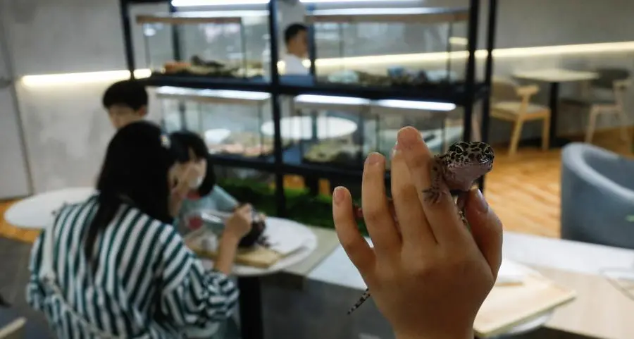 Snakes, lizards and desserts meet in Malaysia's first reptile cafe