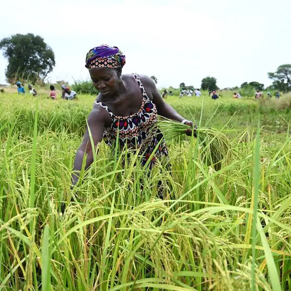 Africa struggling to reduce dependency on imported Indian rice