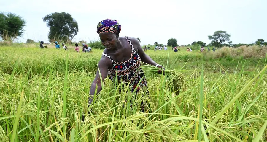 Africa struggling to reduce dependency on imported Indian rice