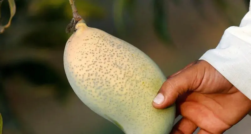 Italy's mango production on the rise as climate warms