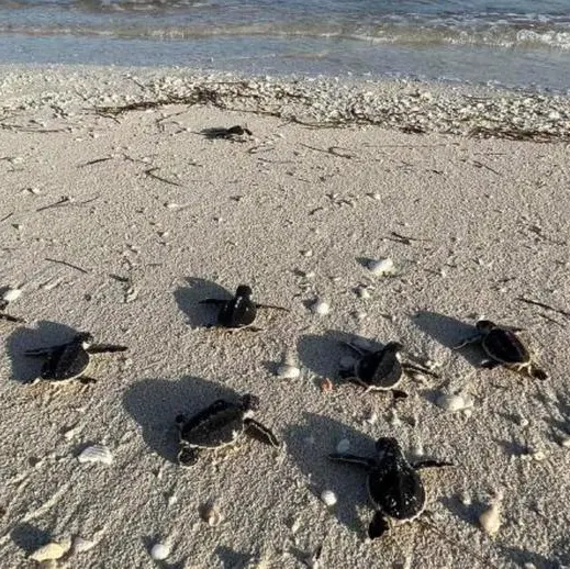 217 turtles hatch at EGA’s Al Taweelah beach