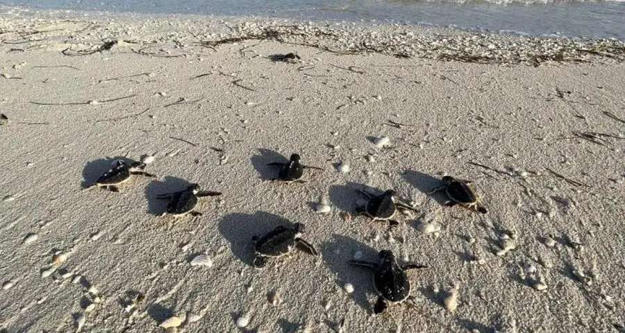 217 turtles hatch at EGA’s Al Taweelah beach