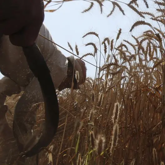 About 300,000 tonnes of wheat bought by Egypt stranded in Ukraine