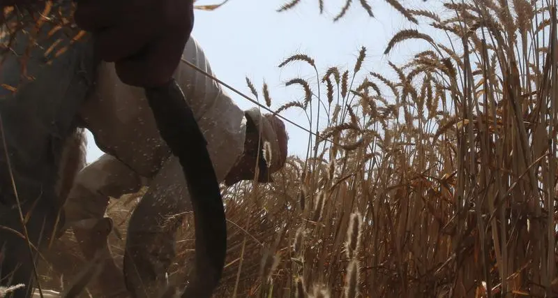 About 300,000 tonnes of wheat bought by Egypt stranded in Ukraine