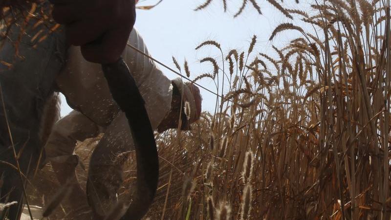 About 300,000 tonnes of wheat bought by Egypt stranded in Ukraine