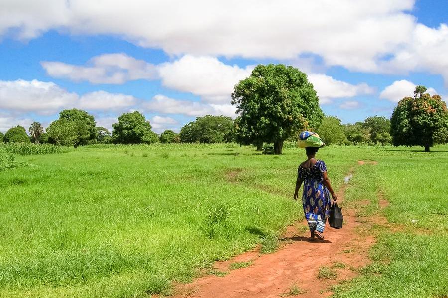 GMO v subsaharskej Afrike – čo potrebujete vedieť