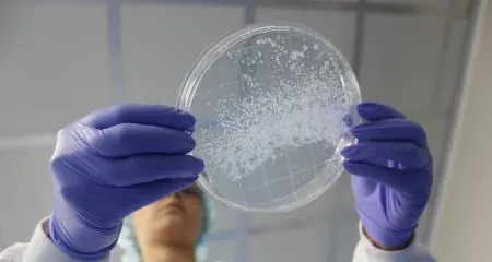 Benta Pharma Industries reaches promising results in studies aimed at eradicating diabetes
