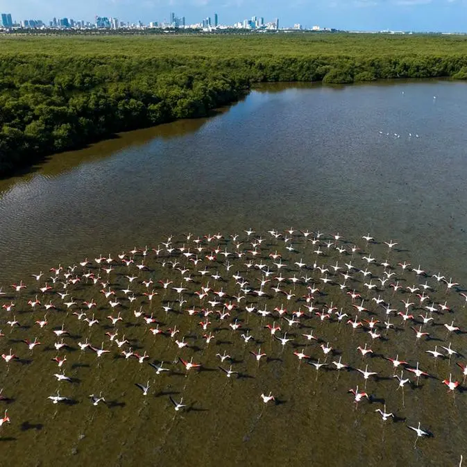 Al Zorah City pledges to expand its Natural Mangrove Reserve in Ajman