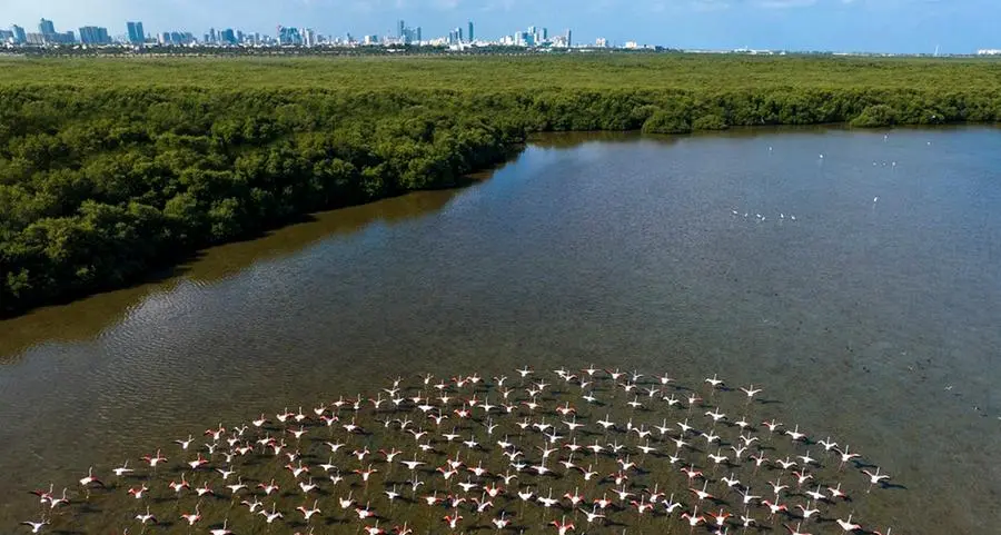 Al Zorah City pledges to expand its Natural Mangrove Reserve in Ajman