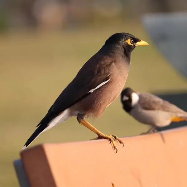 Number of invasive Myna birds declines: Qatar's MoECC survey