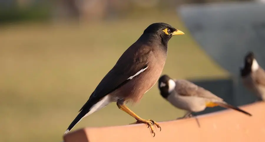 Number of invasive Myna birds declines: Qatar's MoECC survey