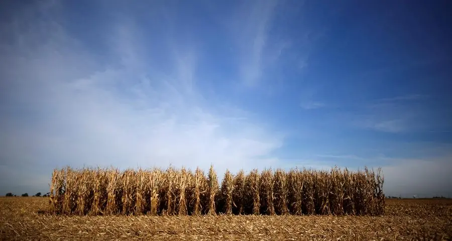 Revisiting 2014 US corn market for clues about 2025 prospects - Braun