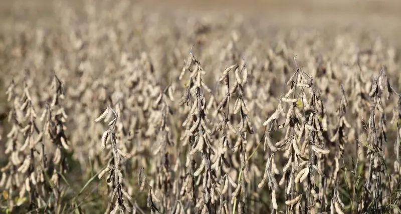 Soybeans fall on China sales worry after U.S. shoots down balloon
