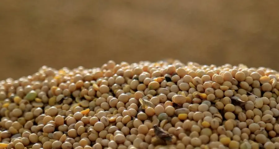 Soybeans hover near 4-year lows as firmer dollar blunts US competitiveness