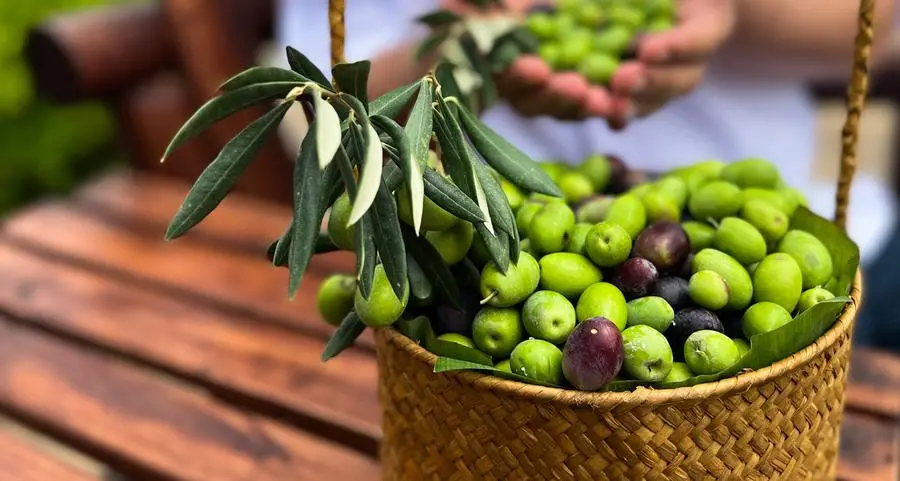 Celebrate the Olive Harvest Festival at Anantara Al Jabal Al Akhdar