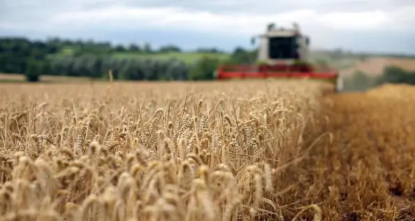 Saudi Arabia tenders to buy about 600,000 tonnes feed barley