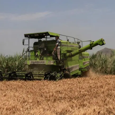 After five record crops, heat wave threatens India's wheat output, export plans