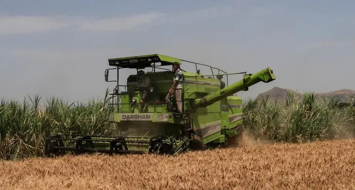 After five record crops, heat wave threatens India's wheat output, export plans