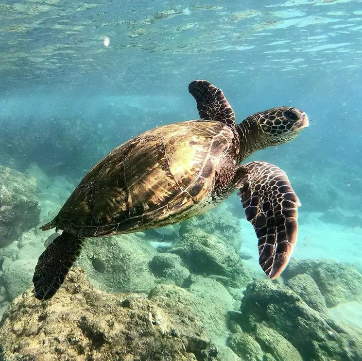 IMPACT by Miral announces four conservation priorities for 2026