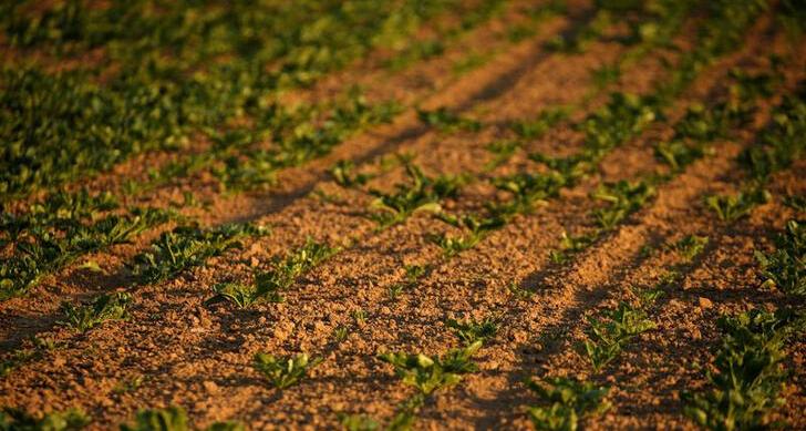 Drought threatens northern Italy's crops, lobby warns