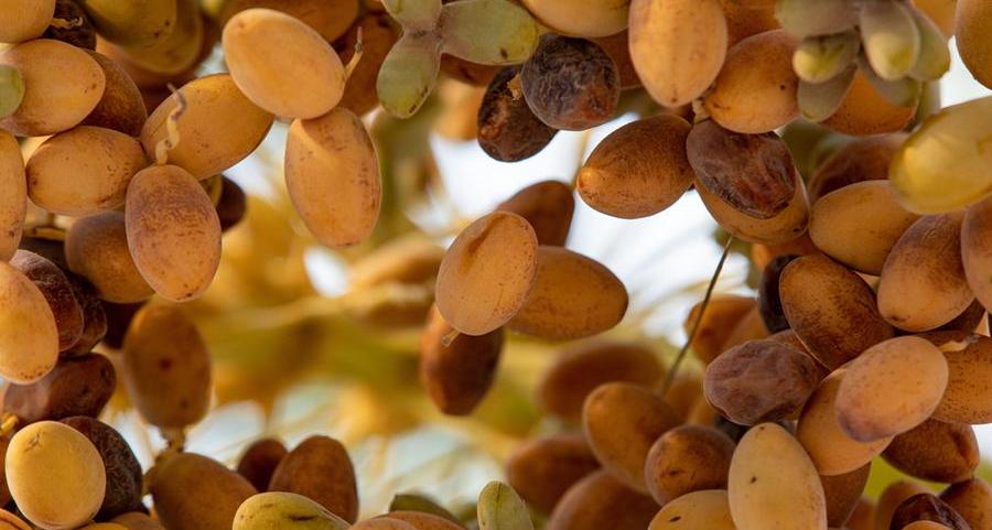 SCI transports 144 tonnes of dates to five countries in Asia, Africa