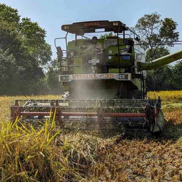 India's basmati rice exports to fall as Pakistan's surge