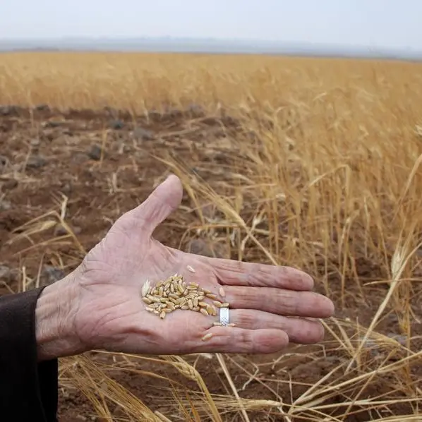 Wheat drops from 14-year high as market wrestles with Ukraine war\n