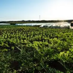 Carrefour teams up with Emirates Bio Farm to sow seeds for a healthier future