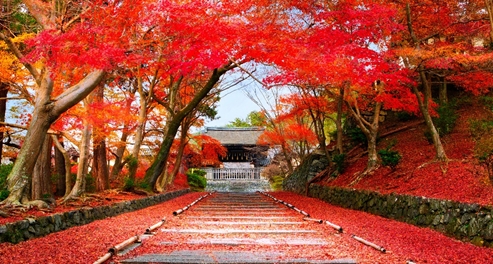 Japan to welcome international visitors beginning October 11