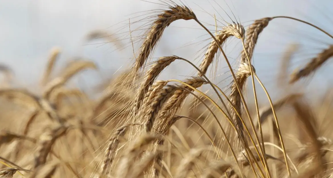 Saudi Arabia issues tender to buy about 720,000 tonnes barley