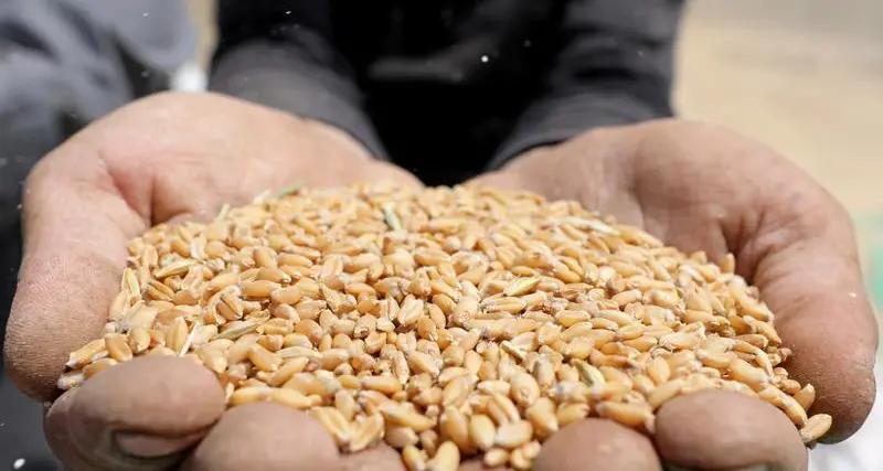 تمويل بـ 80 مليون دولار من البنك الإفريقي للتنمية لتونس لتأمين شراء الحبوب