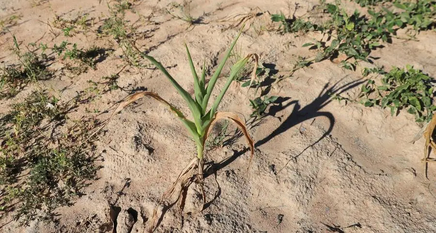 UN seeks $430mln for drought-hit Zimbabwe, saying millions of people need food and water