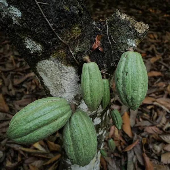 Cocoa traders suffer $1bln blow amid Ghana supply issues