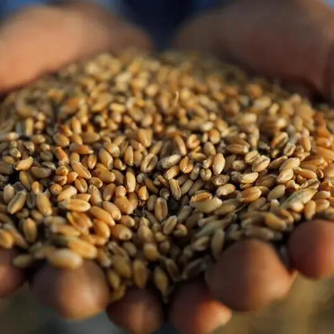 Algeria buys about 30,000 T milling wheat in tender for two ports - trade