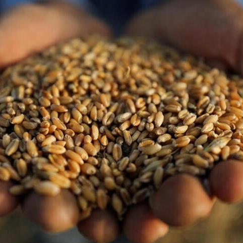 الهيئة العامة المصرية للسلع تطرح مناقصة لاستيراد القمح&nbsp;