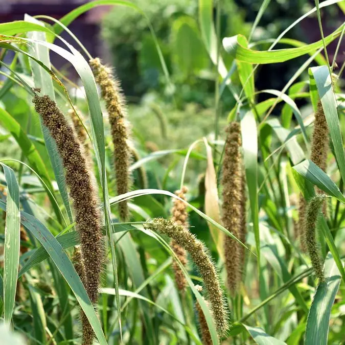 NYU Abu Dhabi researchers map complete genome of millet for climate change adaptation