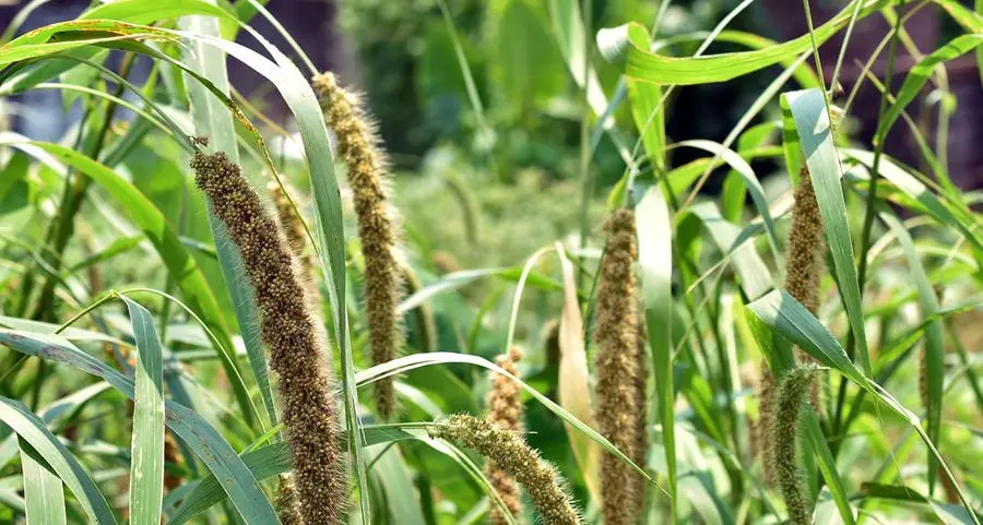 NYU Abu Dhabi researchers map complete genome of millet for climate change adaptation