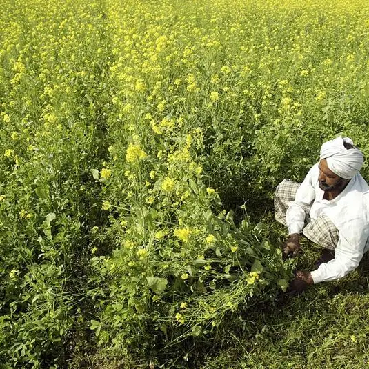 Climate-stressed Indian farmers seek to escape debt and suicide