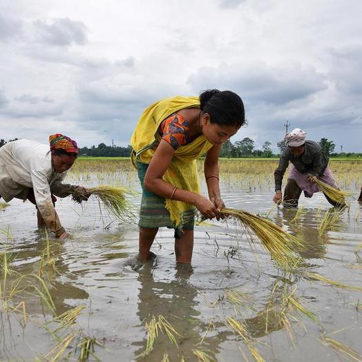 India's summer-sown crop planting lags, raises output concerns