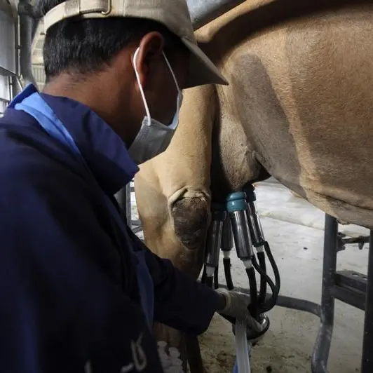 UAE: Camel milk has beneficial effects on diabetic patients, study reveals