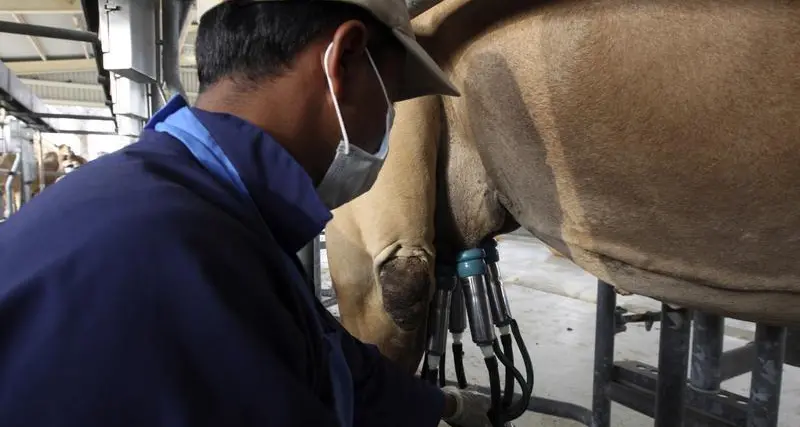 UAE: Camel milk has beneficial effects on diabetic patients, study reveals