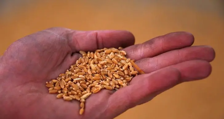 Wheat drops 3% on harvest pressure; corn and soybeans also fall