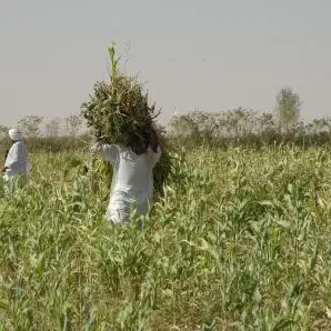 Abu Dhabi Fund for Development provides Sudan with agricultural supplies